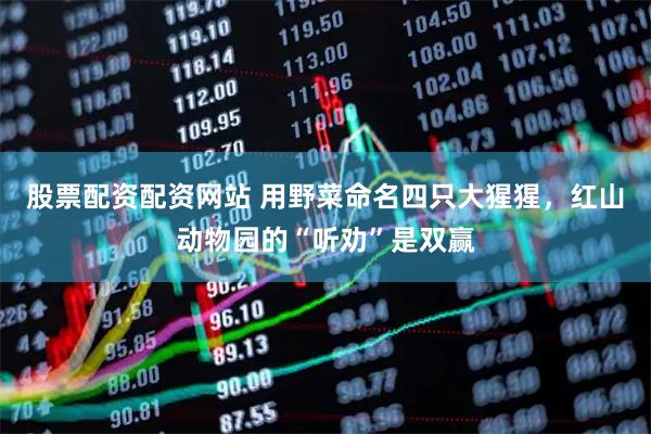 股票配资配资网站 用野菜命名四只大猩猩，红山动物园的“听劝”是双赢